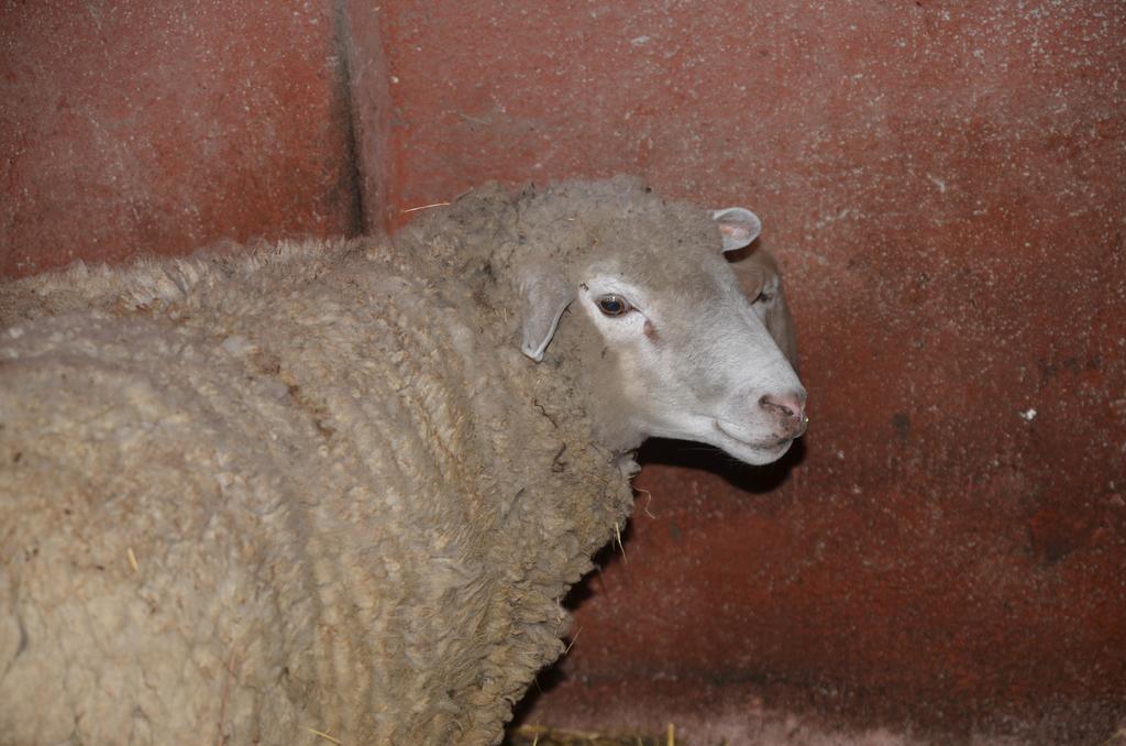 La Fattoria Di Morgana Opi Exterior foto